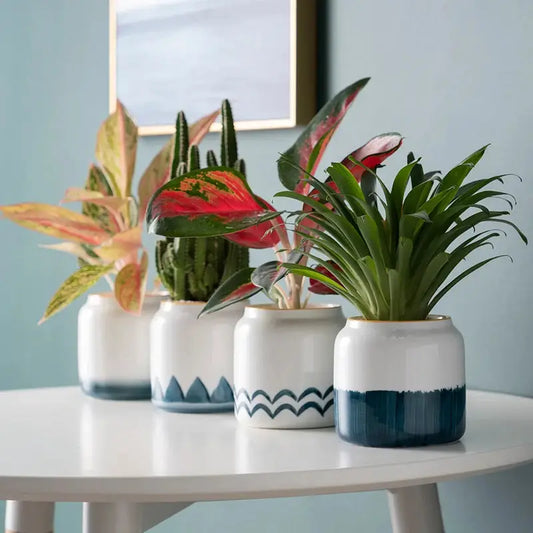 three potted plants sitting on top of a white table