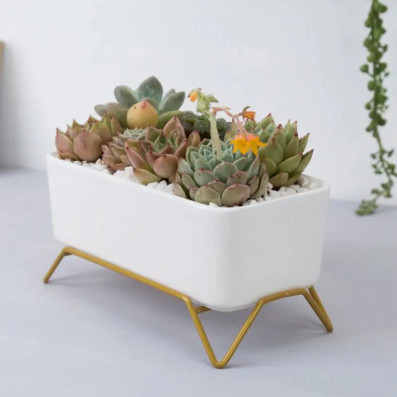 a white planter filled with lots of succulents