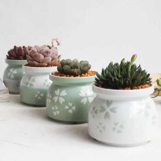 a row of ceramic pots with succulents in them