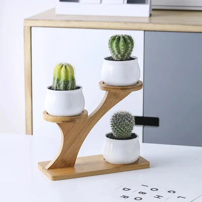 three small cactus in white ceramic pots on a wooden stand