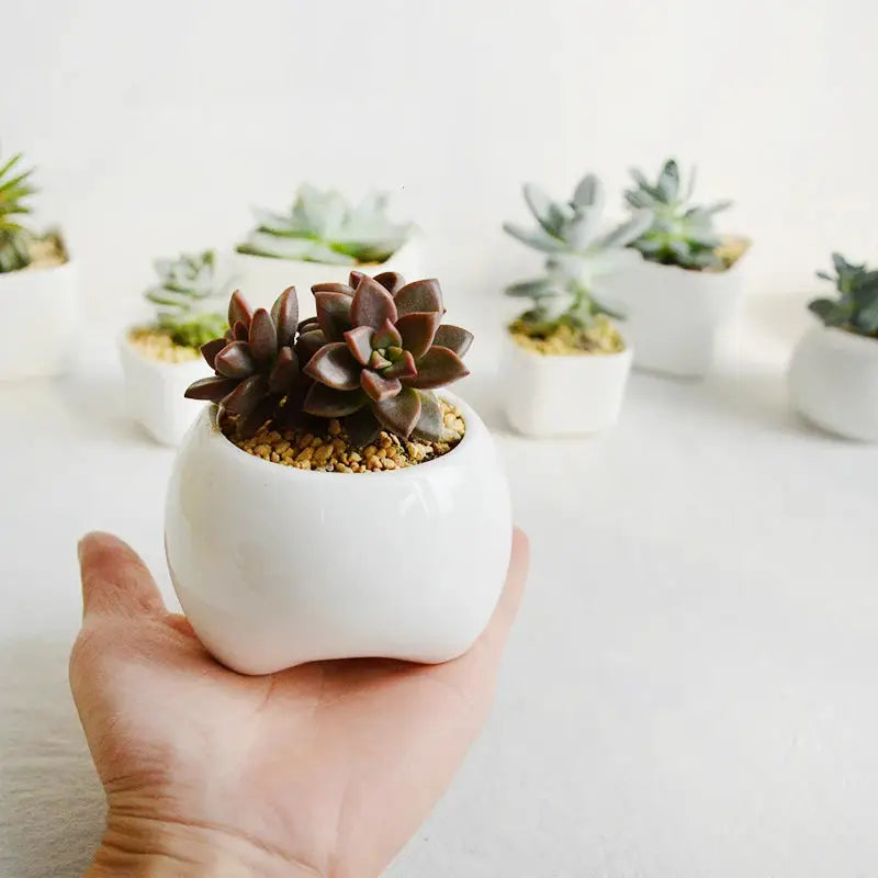 a hand holding a small white planter with succulents in it