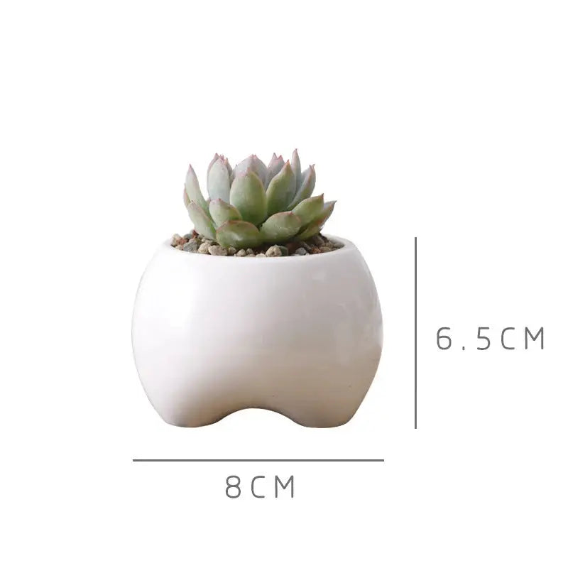 a white ceramic planter with a succulent in it