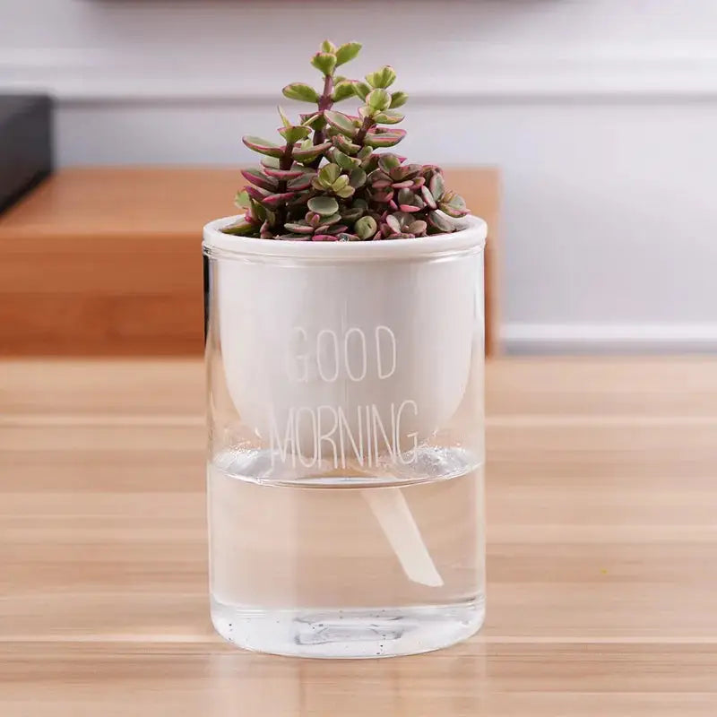 a small succulent in a clear glass vase that says good morning