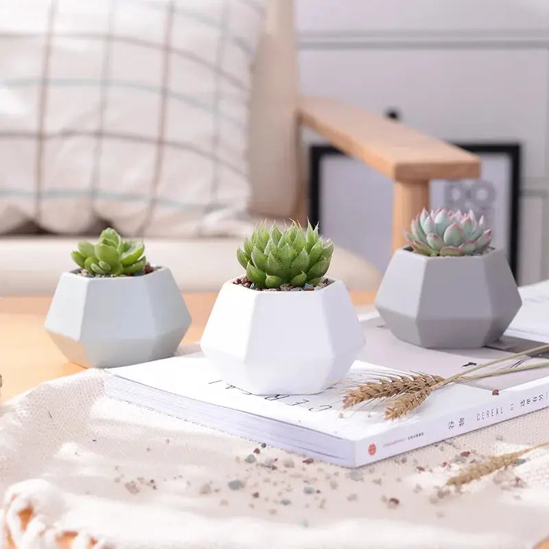 three small succulents are sitting on a coffee table