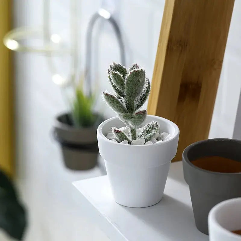 three potted plants are sitting on a shelf