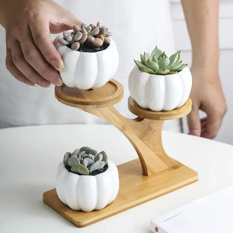 a person holding a succulent plant in two white pots