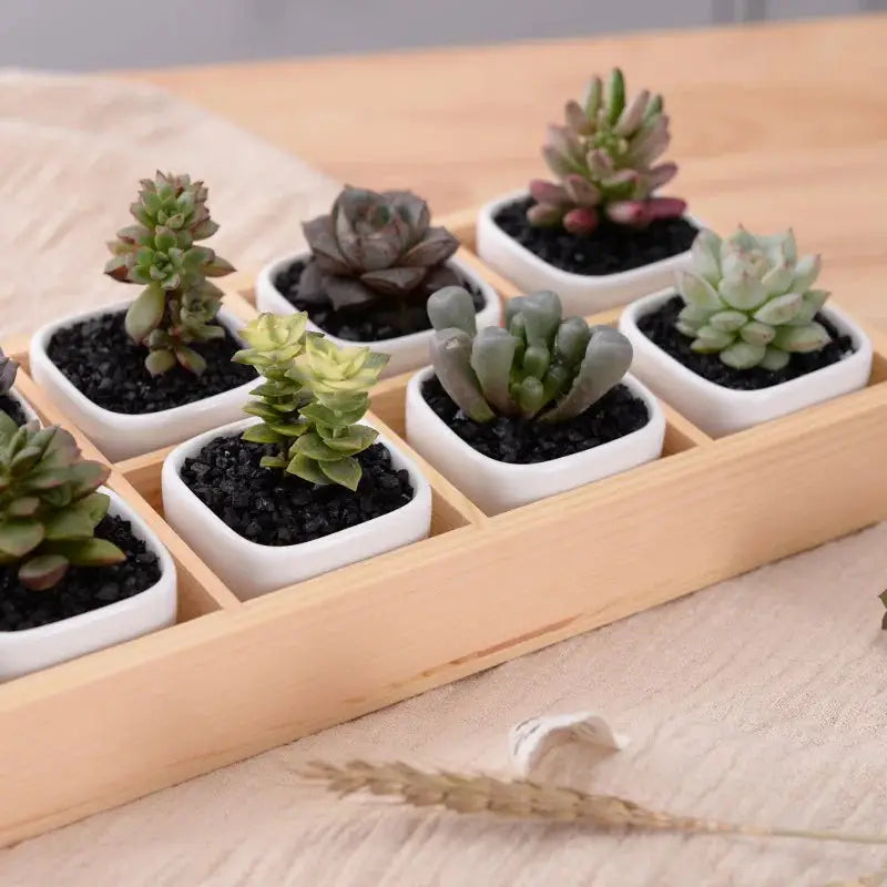 a wooden tray filled with small succulents on top of a table