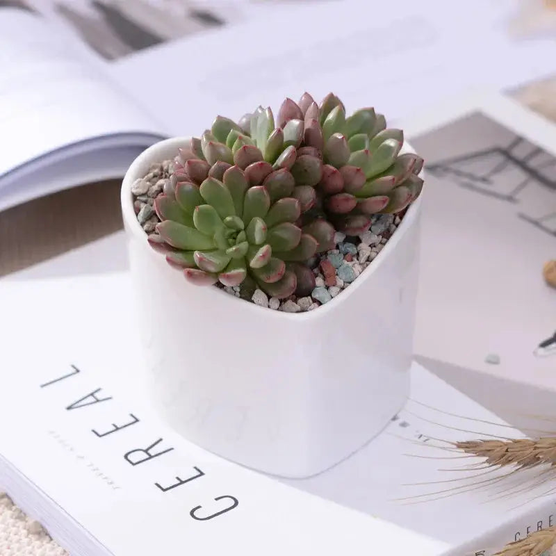 a small potted plant sitting on top of a book