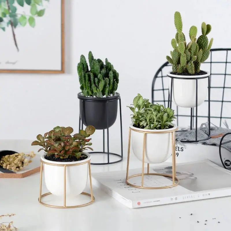 three potted plants sitting on top of a table