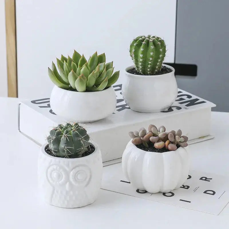 three white ceramic owl planters with succulents