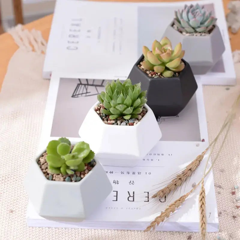 three succulents are sitting on top of a table