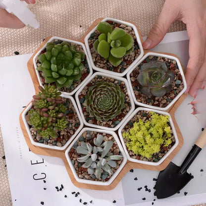 a group of succulents are arranged in a hexagonal tray