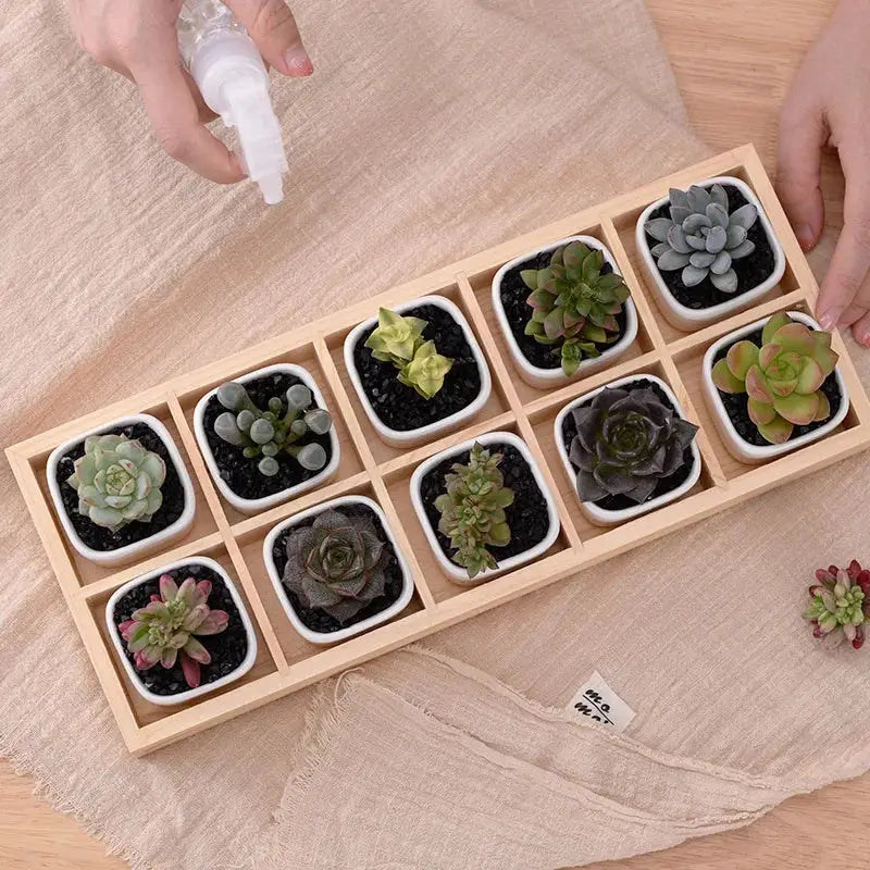a box of succulents on a table