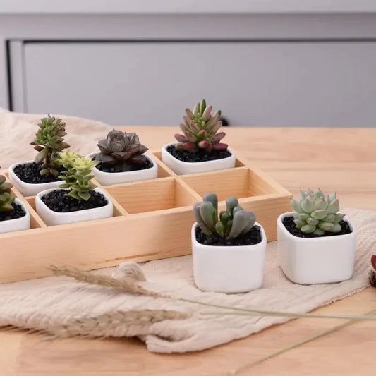 a wooden tray filled with succulents on top of a table