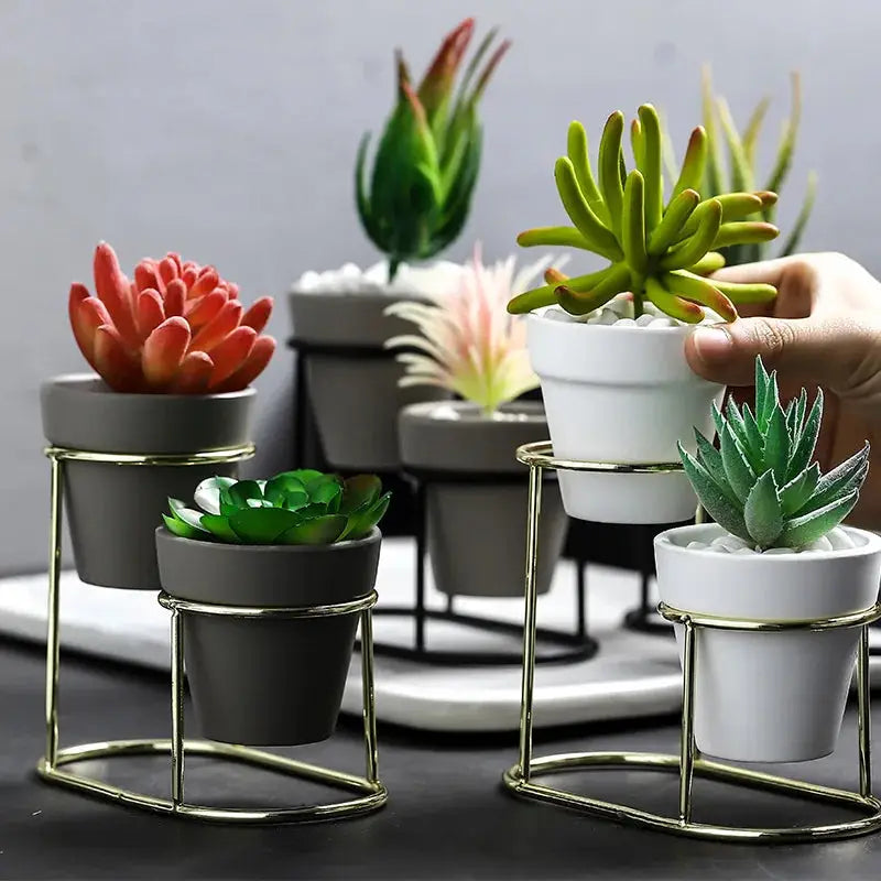 a group of small potted plants sitting on top of a table