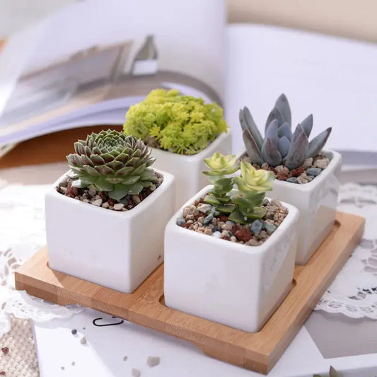 three small white pots with succulents on a wooden tray
