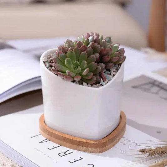 a white potted plant sitting on top of a table