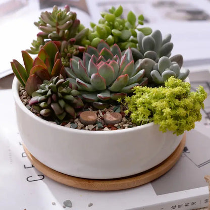 a white bowl filled with succulents on top of a table