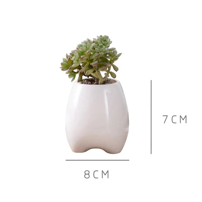 a white vase with a succulent plant in it