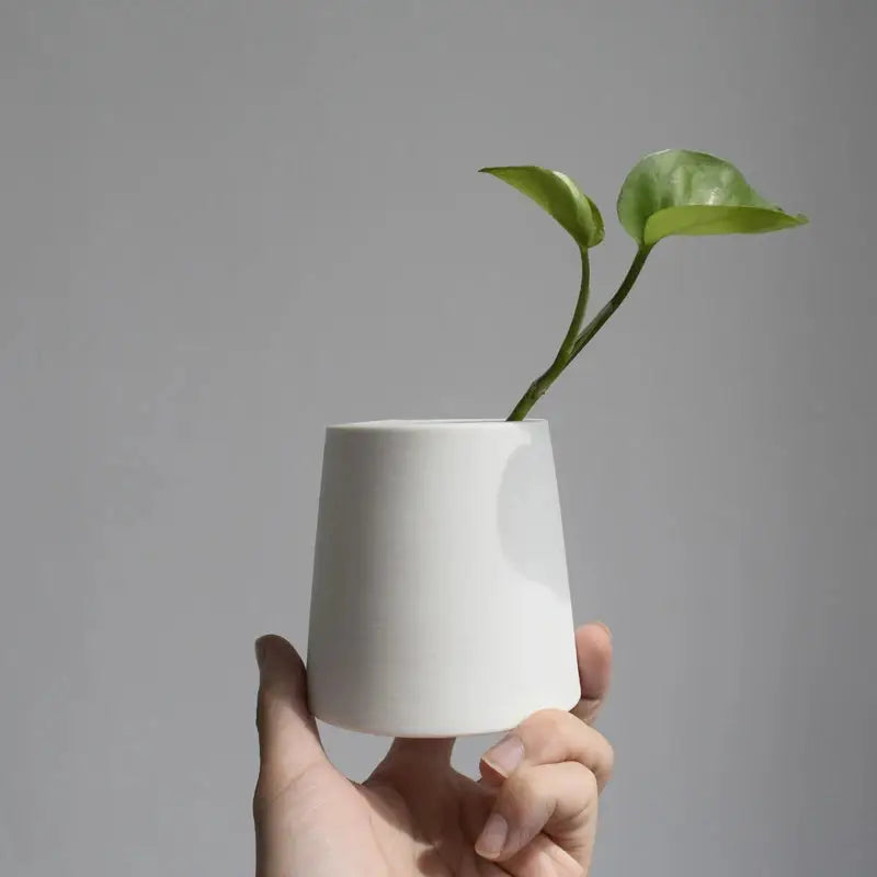 a hand holding a white vase with a green plant in it