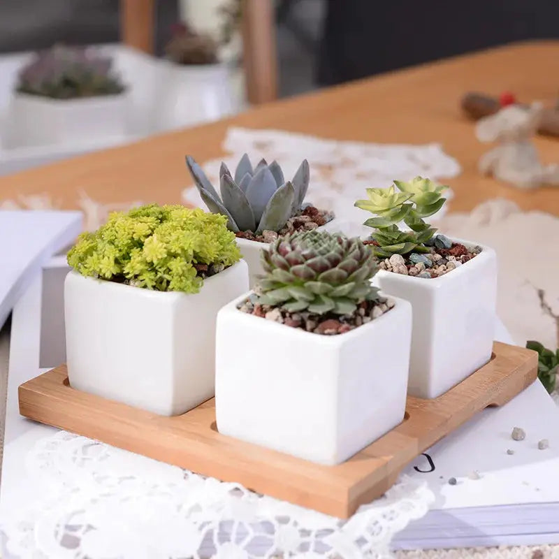 three white planters with succulents on a wooden tray