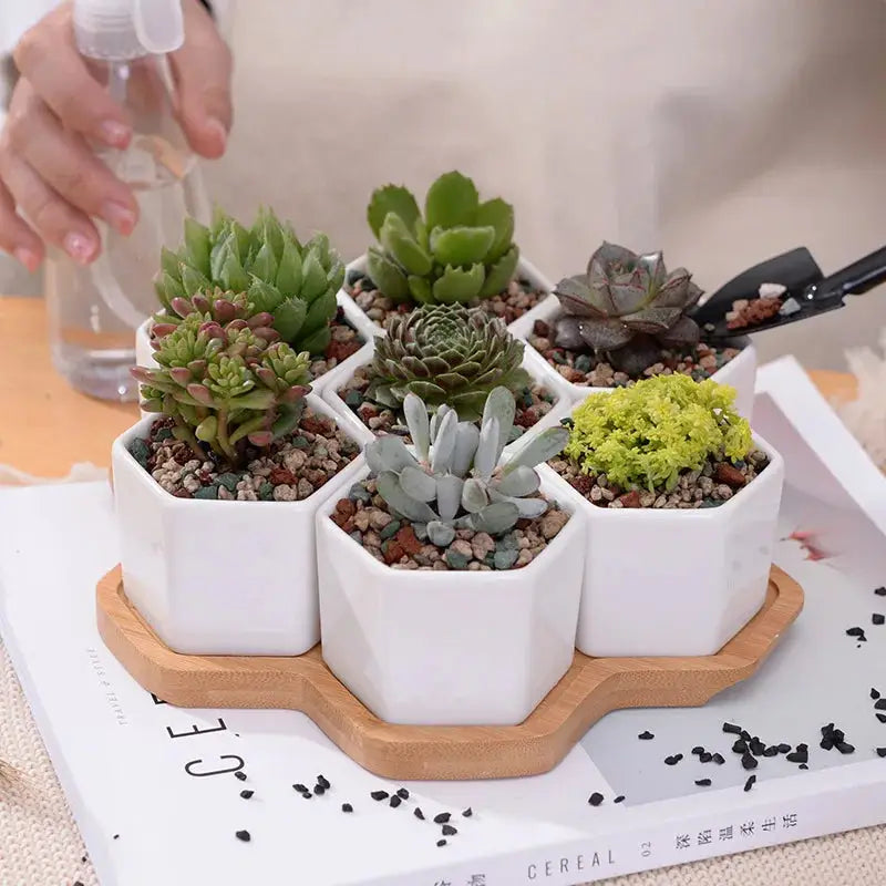 a tray of succulents on a table