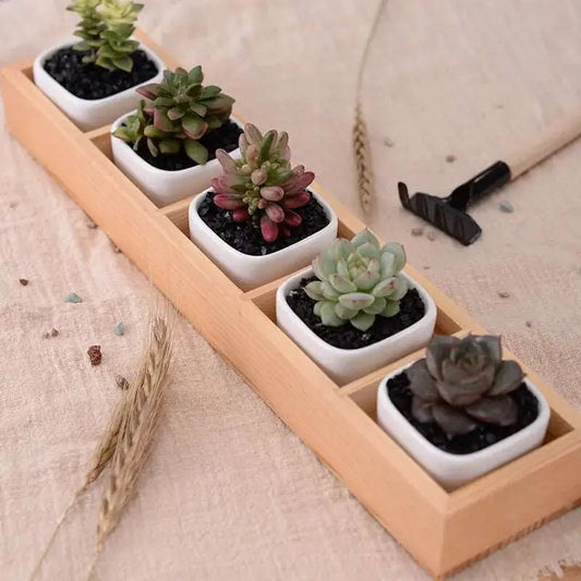 a row of small succulents sitting on top of a wooden tray