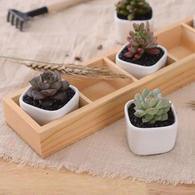 three small succulents are in a wooden tray
