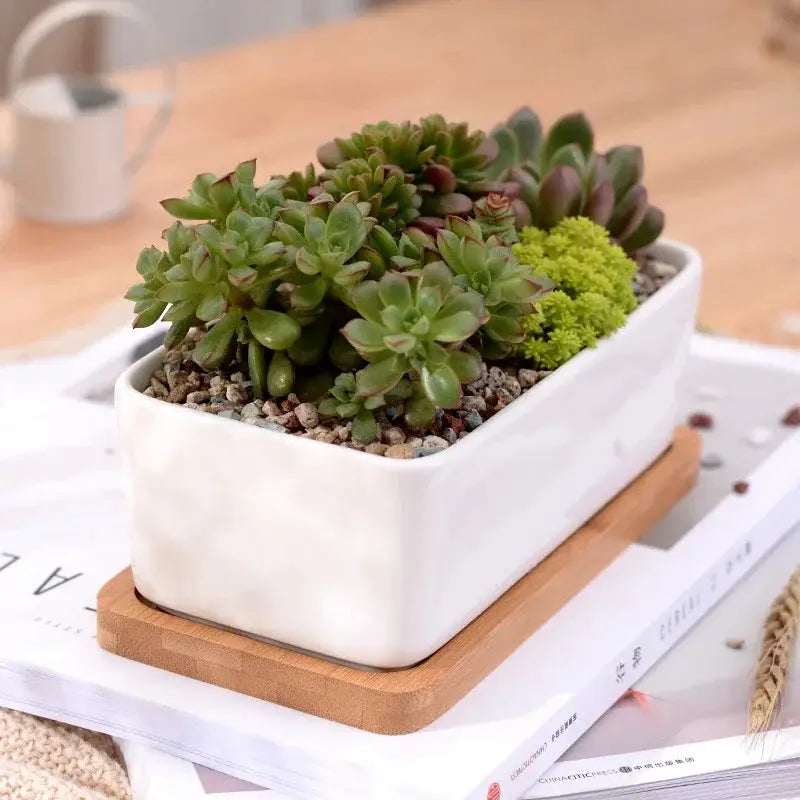 a white planter filled with succulents on top of a wooden tray