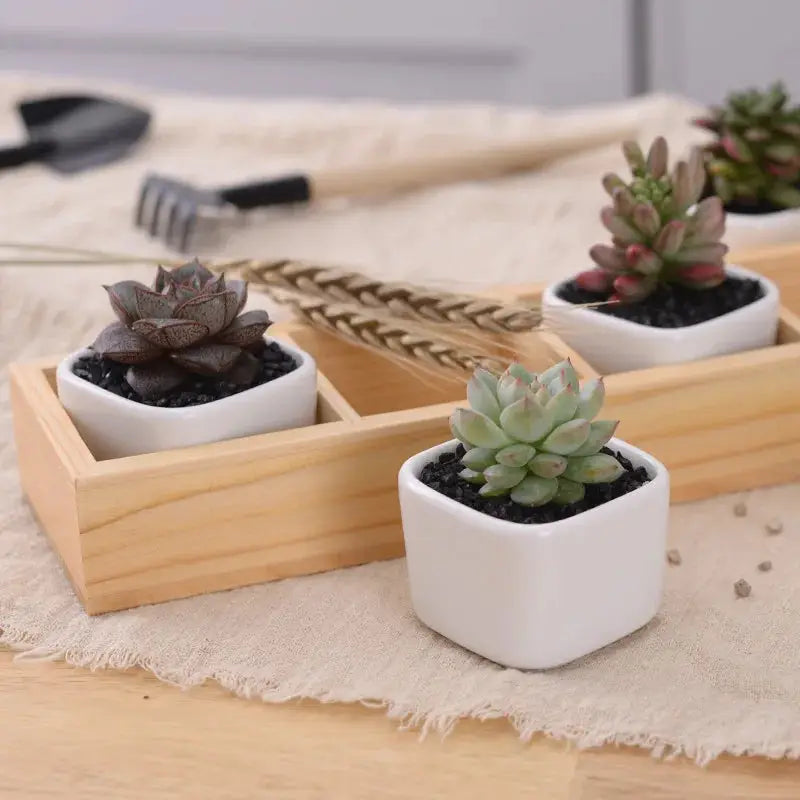 three small succulents in white ceramic pots on a wooden tray