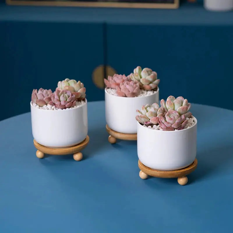three small white pots filled with succulents on a blue table