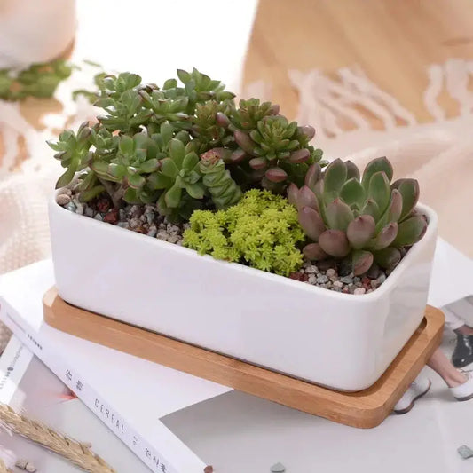 a white planter filled with succulents on top of a table