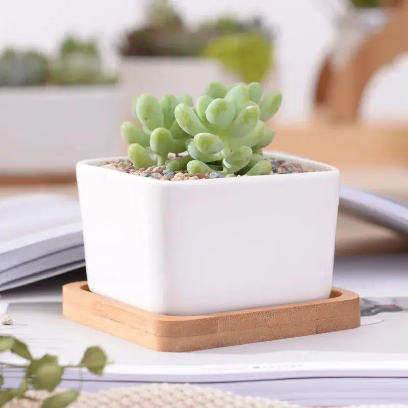 a white potted plant sitting on top of a wooden stand