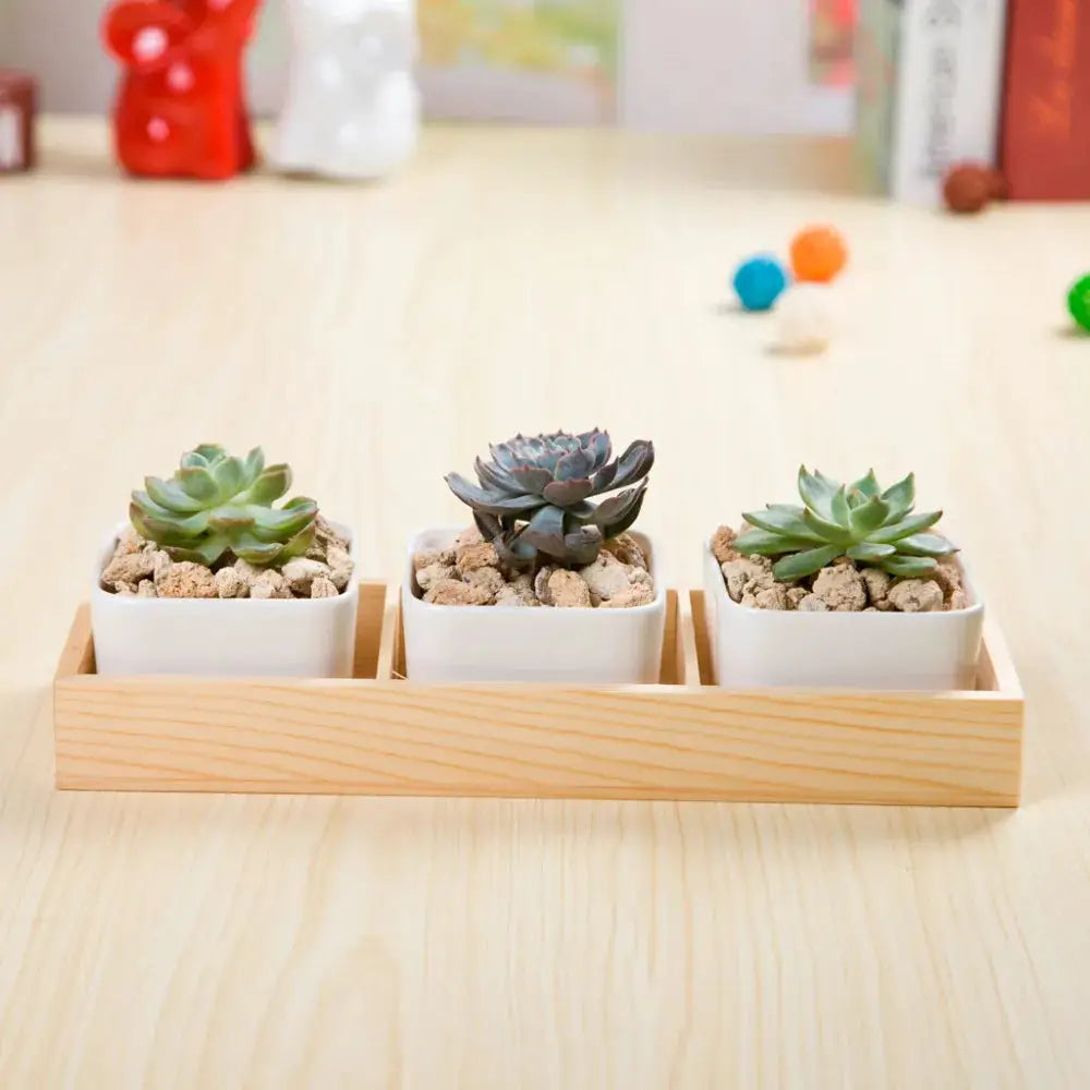 three small succulents are in a wooden tray