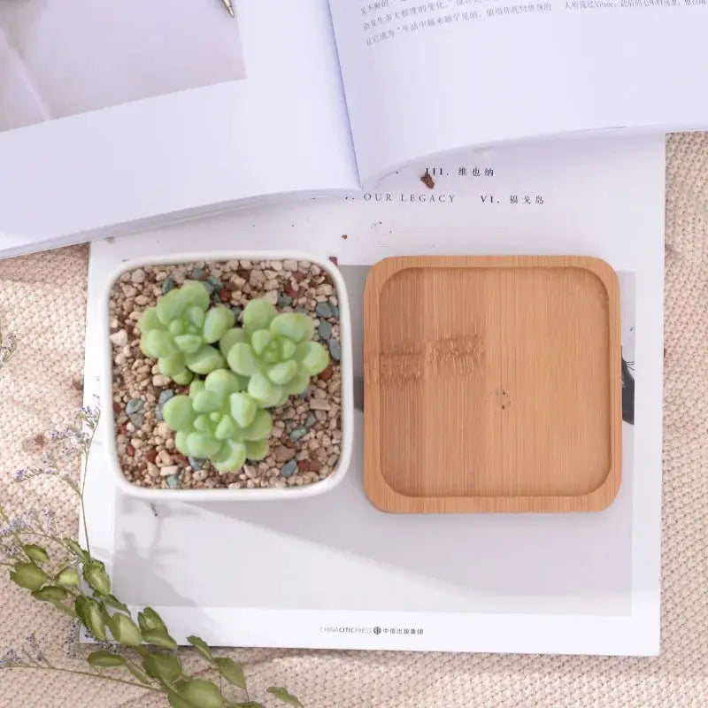 a wooden tray with a succulent plant in it