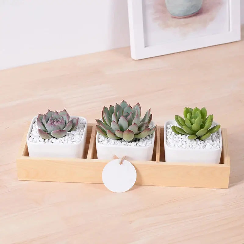 three succulents in a wooden tray on a table