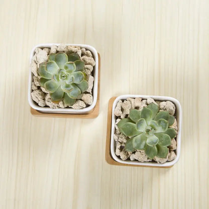 a couple of small potted plants sitting on top of a table