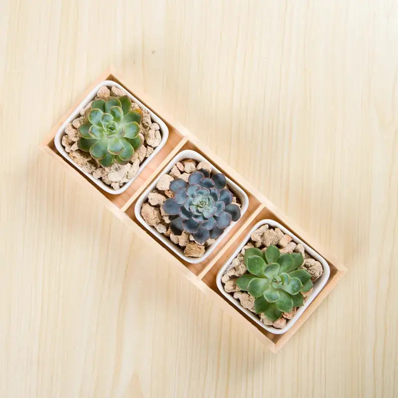 three small succulents in a wooden box on a table