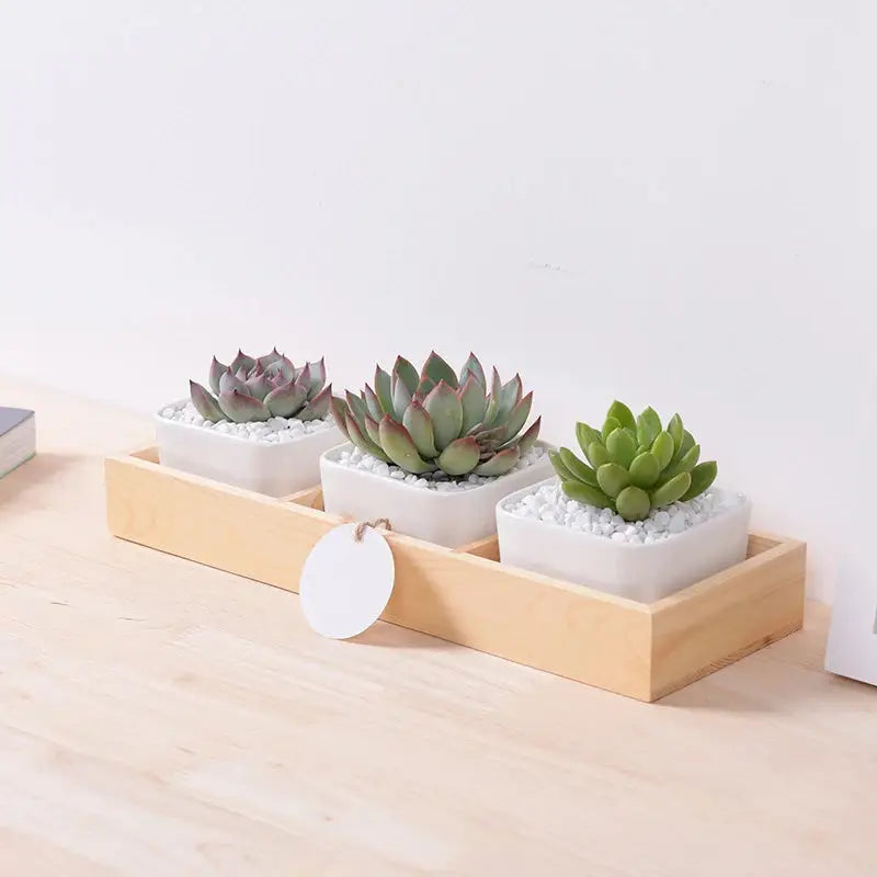 three small succulents are in a wooden tray